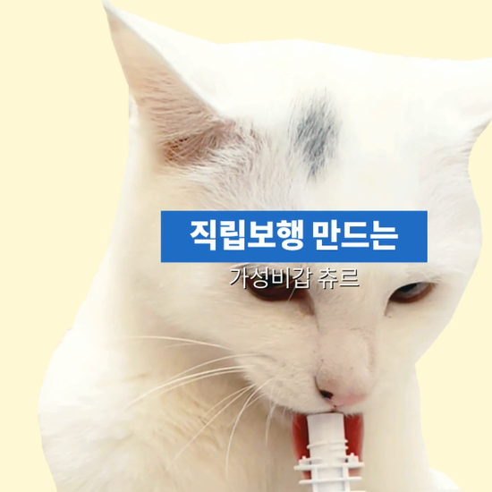 캣시피 제품 소개 영상 